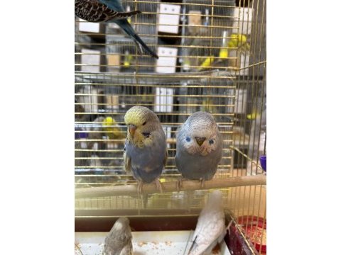 Jumbo muhabbet kuşu yavrular