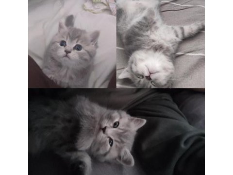British shorthair silver açıklamayı okuyun