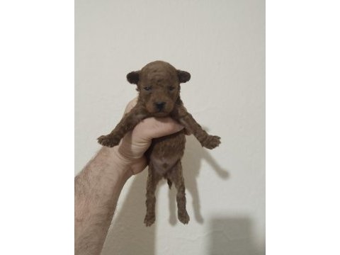 Poodle bebekleri