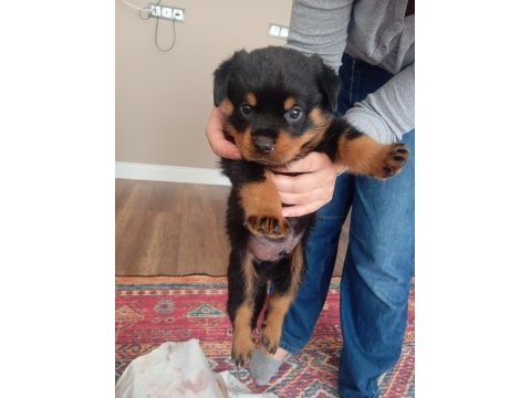 Rottweiler iki aylık