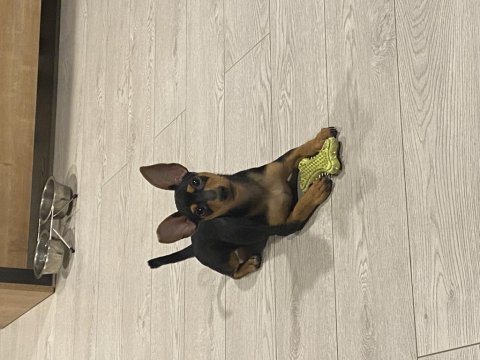 1 numara safkan pinscher 5 aylık