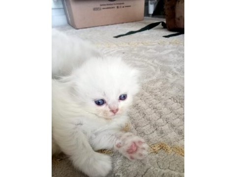 Scottish fold long hair yavruları