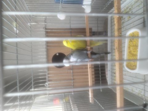 Show jumbo takım muhabbet kuşu