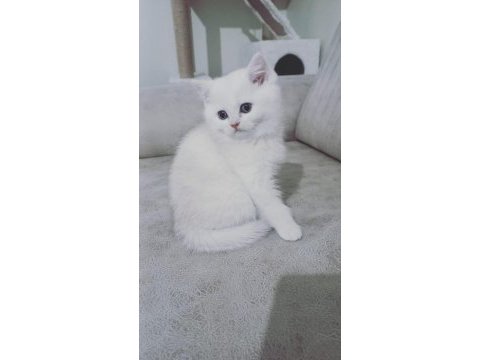 British shorthair 60 günlük yavrular sahiplendirilecektir