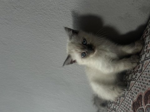 British blue point kedimiz