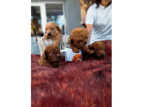 Kore toy poodle yavrularımız ruhsatlı çiftliği mızden