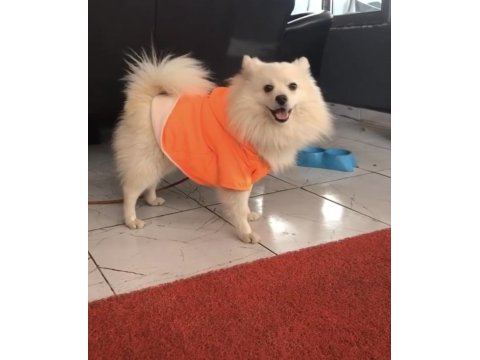 Pomeranian spitz köpeğimiz 1 yaşında