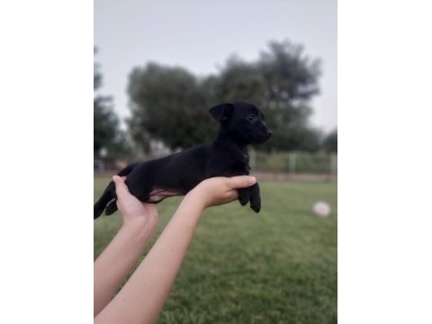 Chiuhuahua
