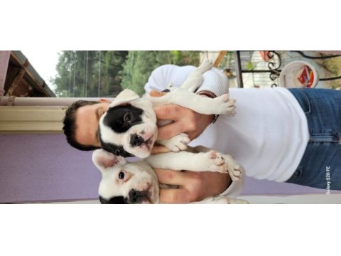 Safkan french bulldog yavruları