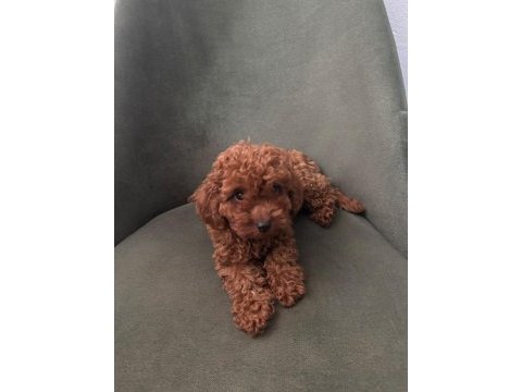 Minik kore poodle