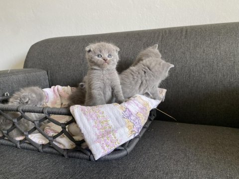Gri scottish fold cinsi yavrular
