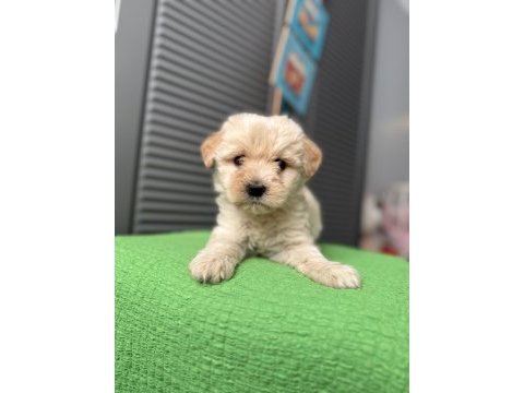 Güzeller güzeli maltipoo