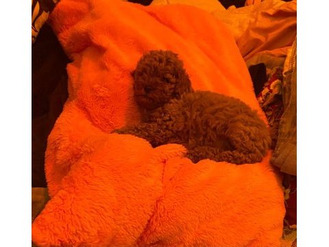 Toy poodle yakışıklı güzel bebeklerimiz