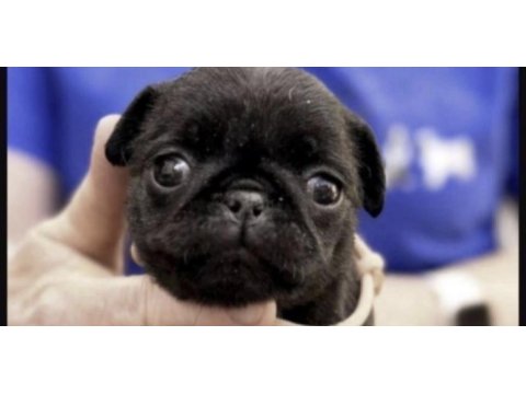 Pug safkan köpeğimiz için ulaşın