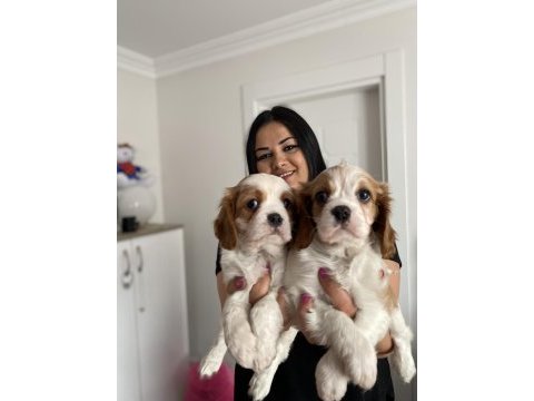 Sağlık ve ırk garantili cavalier king charles yavrularım
