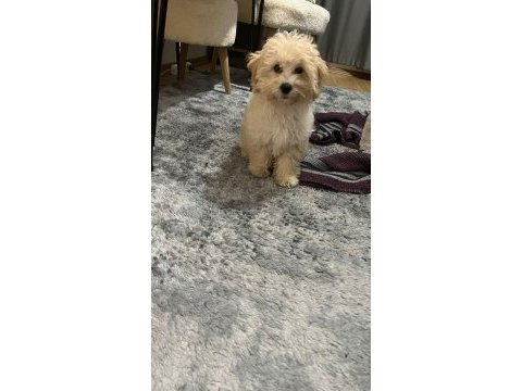 4 aylık güzeller güzeli minik dişi maltipoo