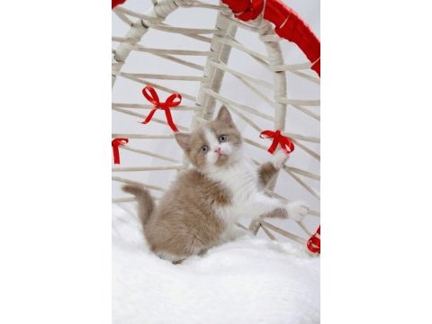 A kalite eşsiz güzellikte cinnamon bicolor british shorthair