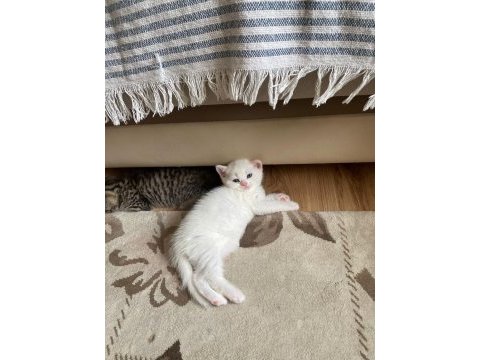 İki adet british shorthair 2 aylık yavru