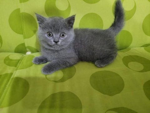 British shorthair yavru kedilerimiz