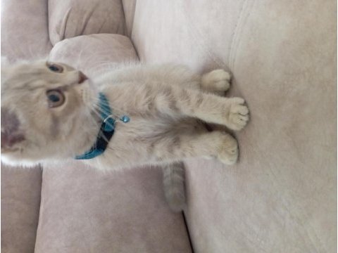 Çok insancıl yavrularımız british shorthair