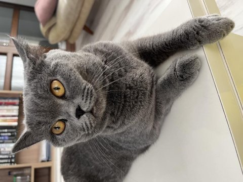 British shorthair kedimizi ücretsiz sahiplendirme
