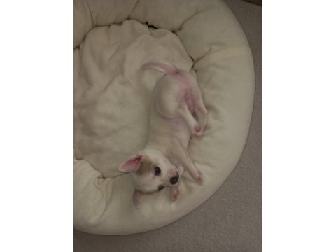 Mini şivava
