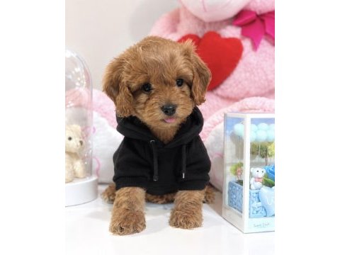 Bebek surat oyuncak gibi maltıpoo bebekler