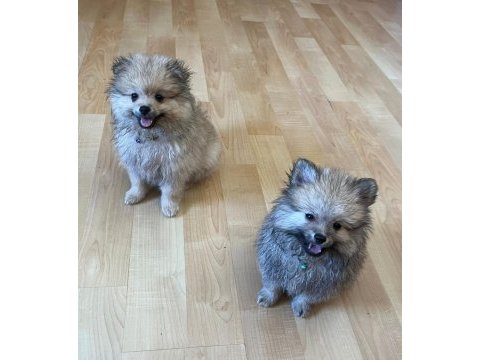 Yavru pomeranian