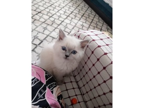 British shorthair uysal kedimiz