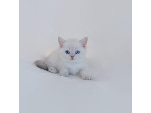 British shorthair yavruları