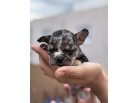 French bulldog yavrularımız ırk garantilidir