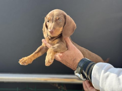 Petmode köpek çiftliğinde ziyarete açık dachshund
