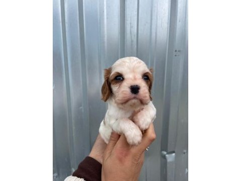 Irk garantili cavalier king charles