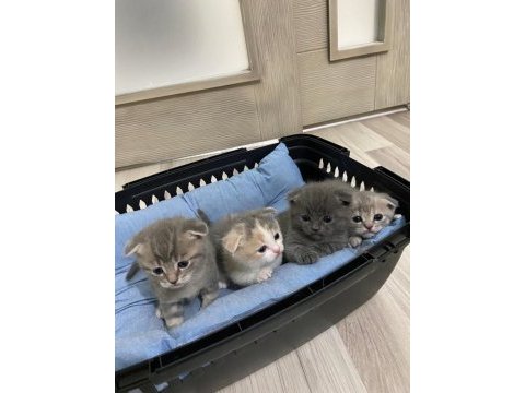 Orjinal british shorthair yavruları