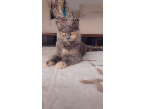Ücretsiz sahiplendirme acil british shorthair