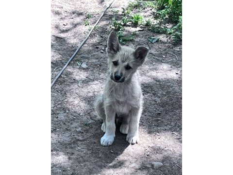Akita inu yavrularımız 3 aylık