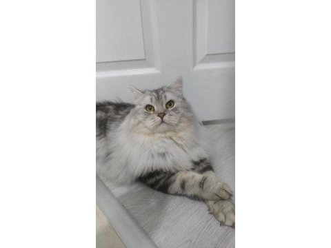 Chinchilla oğlumuza eş arıyoruz
