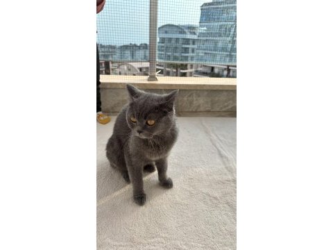 British shorthair dişi