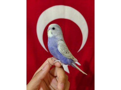 Ev üretimi yeni yeme düşmüş bebek muhabbetler