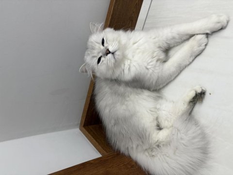 Orjinal ırk aşıları tam erkek british longhair