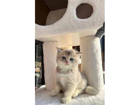 Mükemmel ay11 anne baba şecereli british shorthair
