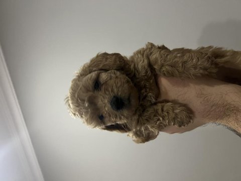 Toy poodle yavrular