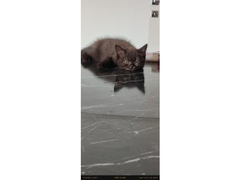 British shorthair ücretsiz dişi kedimiz