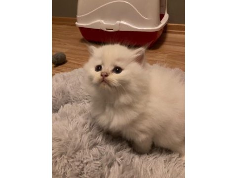 British longhair yavrular 50 günlük