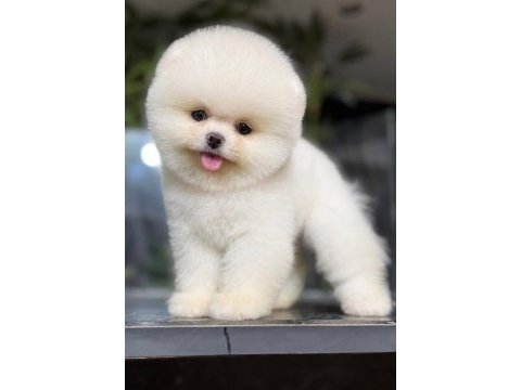 Gerçek minyatür (ayı surat) pomeranian boo yavruları