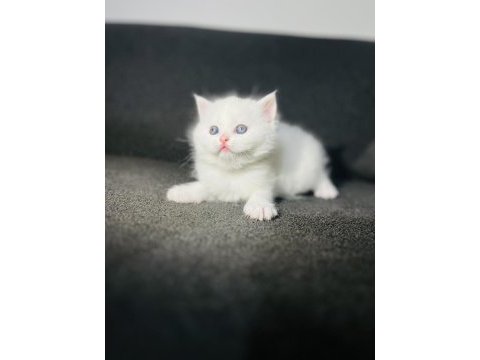 Irk garantili british shorthair yavrularımız