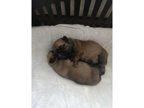 Rezerveye açık pug yavruları