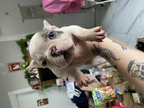Mavi gözlü french bulldog oğlum yeni yuvasını arıyor