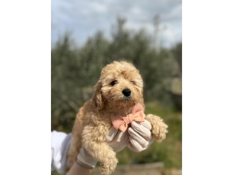 50 günlük orijinal dişi toy poodle