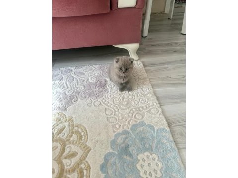 2 aylık british fold kedimiz